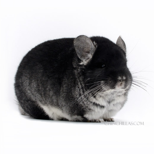 Feature Image for Black Velvet Chinchillas